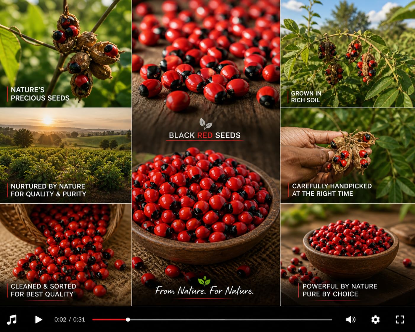 Natural Guarana Seeds, Red and Black, Whole Dried Berries, Bulk Superfood 100 gm.