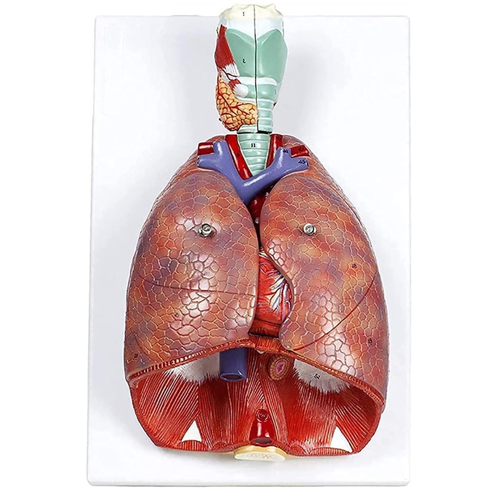 Buy Lung Anatomy Model,Respiratory System Organs Model, Human