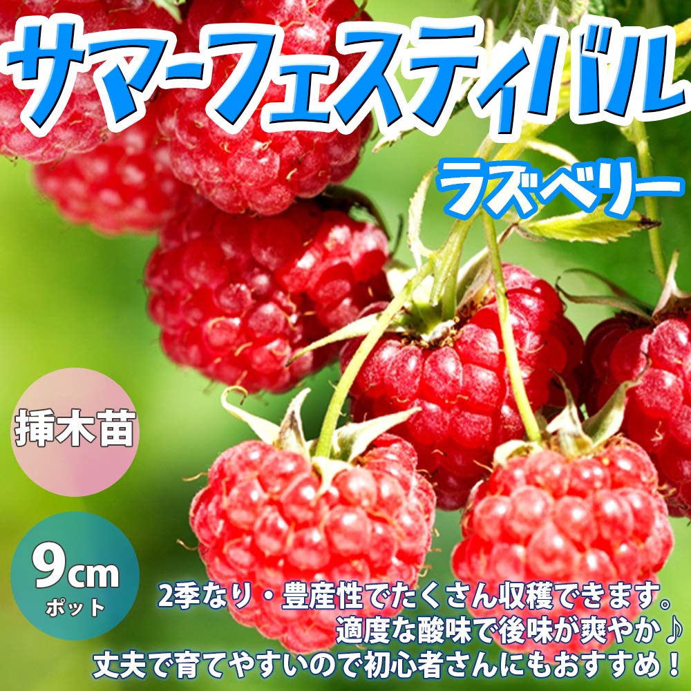 Amazon.co.jp: ITANSE ラズベリーの苗木 サマーフェスティバル