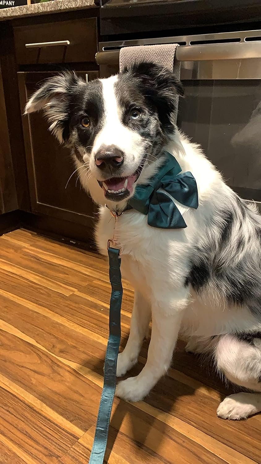 COLOR WHITE ❗❗Lionet Paws Bowtie Dog Collar - Comfortable Silk Dog Collar with Detachable Bow Tie for Puppy and Cat, Neck 8-12 Inches