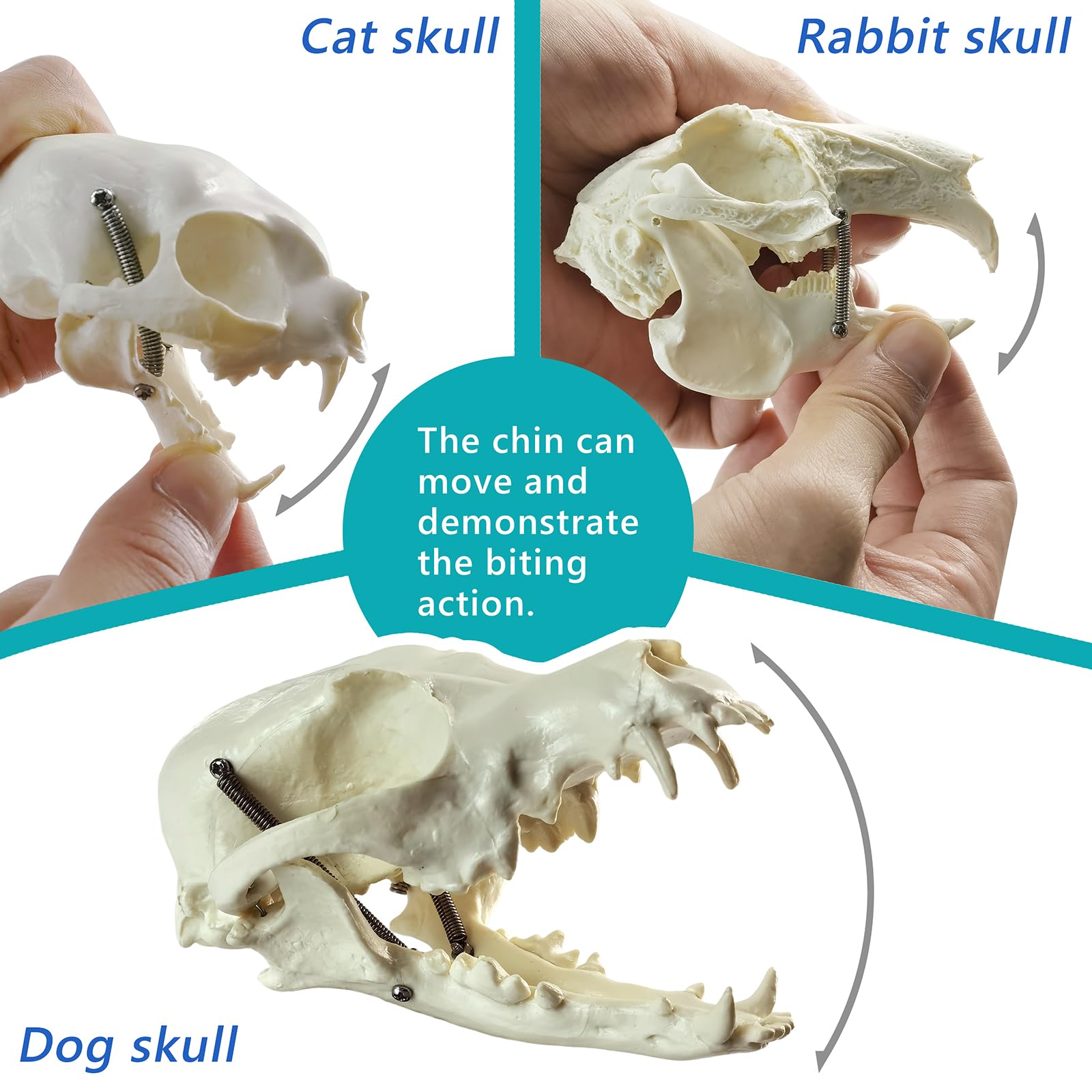 Amazon.co.jp: MediTrainer 犬&猫&ウサギの頭蓋骨 - 3つの動物の頭蓋骨