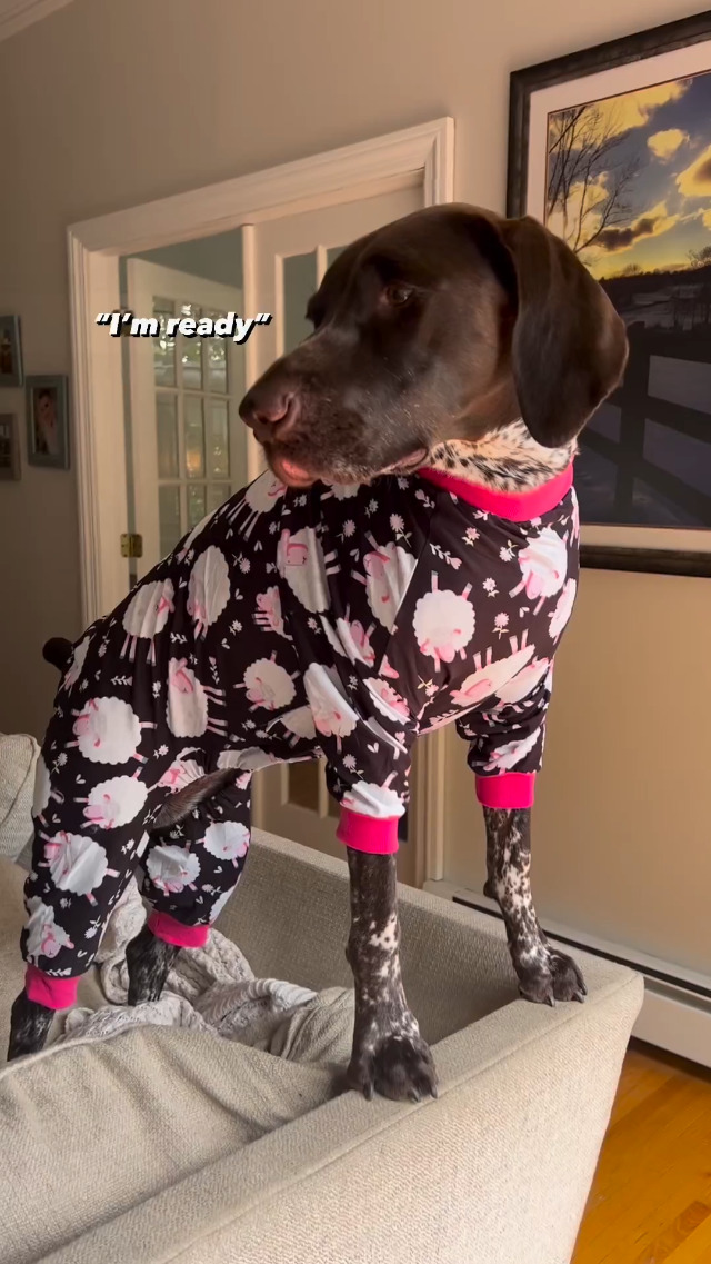 Dog Jammies LovinPet Clothes For Labrador Pajama, Anxiety Calming