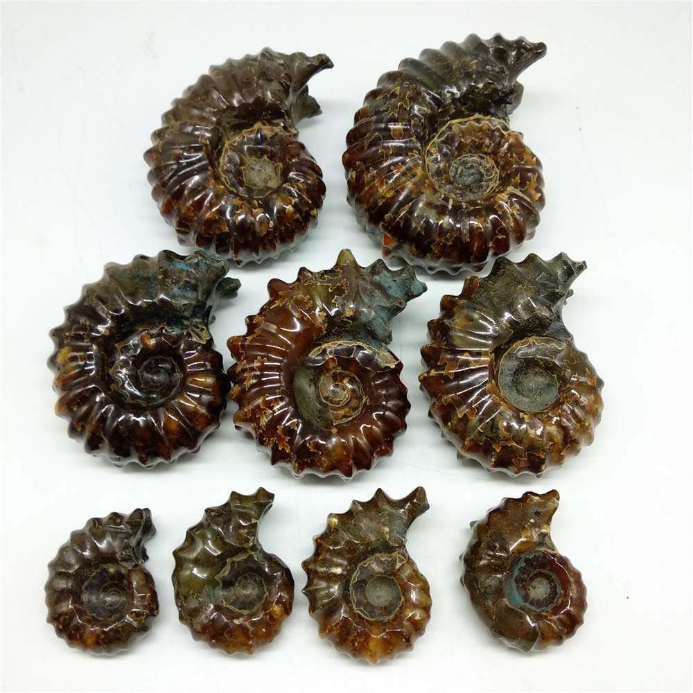 LIXUAN Goat Horn Ammonite Fossil Iridescent Natural Polished Douvilleiceras Ammolite Ancient Opalized Spiral Stone Mineral Shells (70-80MM)