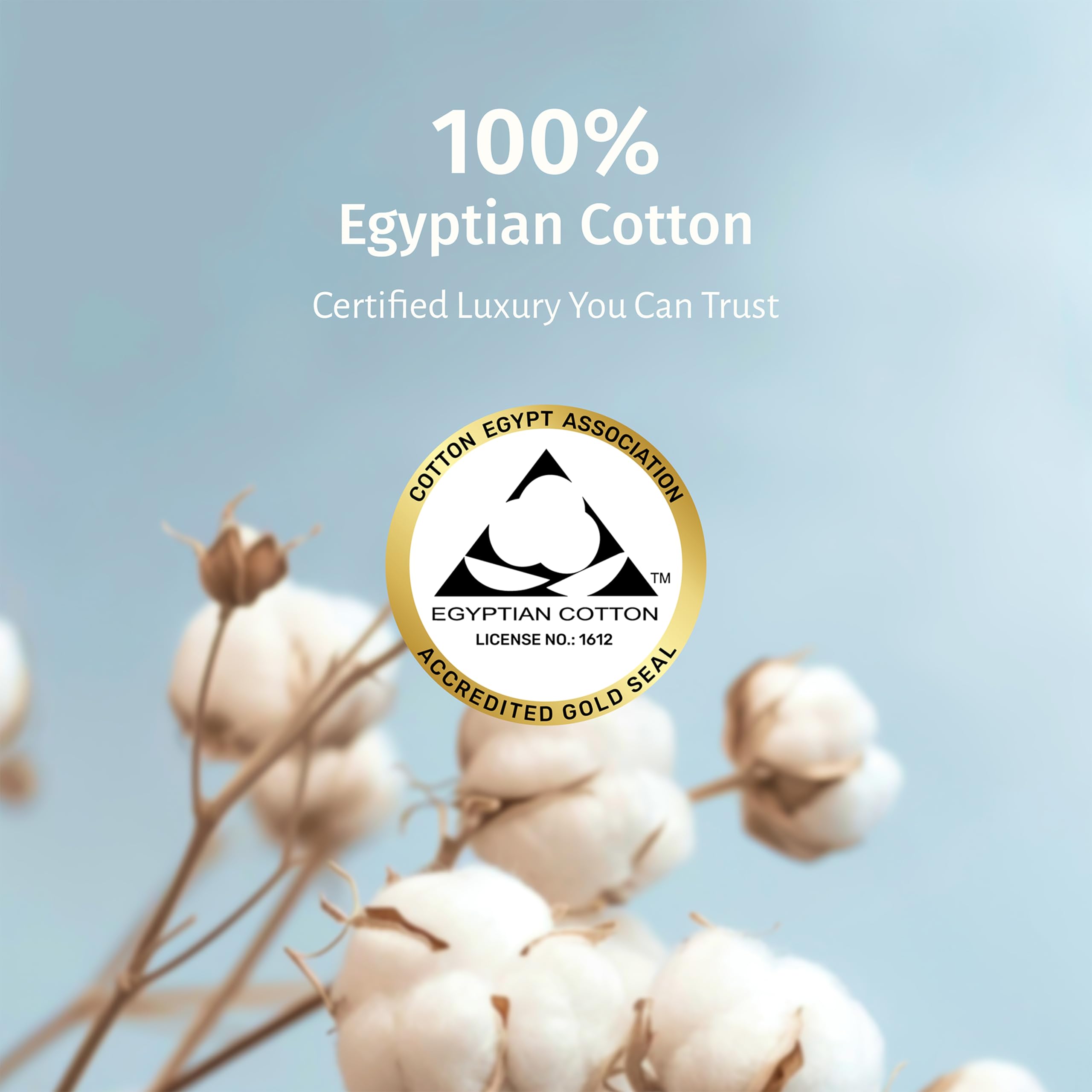 California Design Den Certified 100% Egyptian Cotton Sheets Queen Size Bed Set - Crisp Percale Queen Sheet Set Deep Pocket, Cool & Durable Luxury Bedding - White