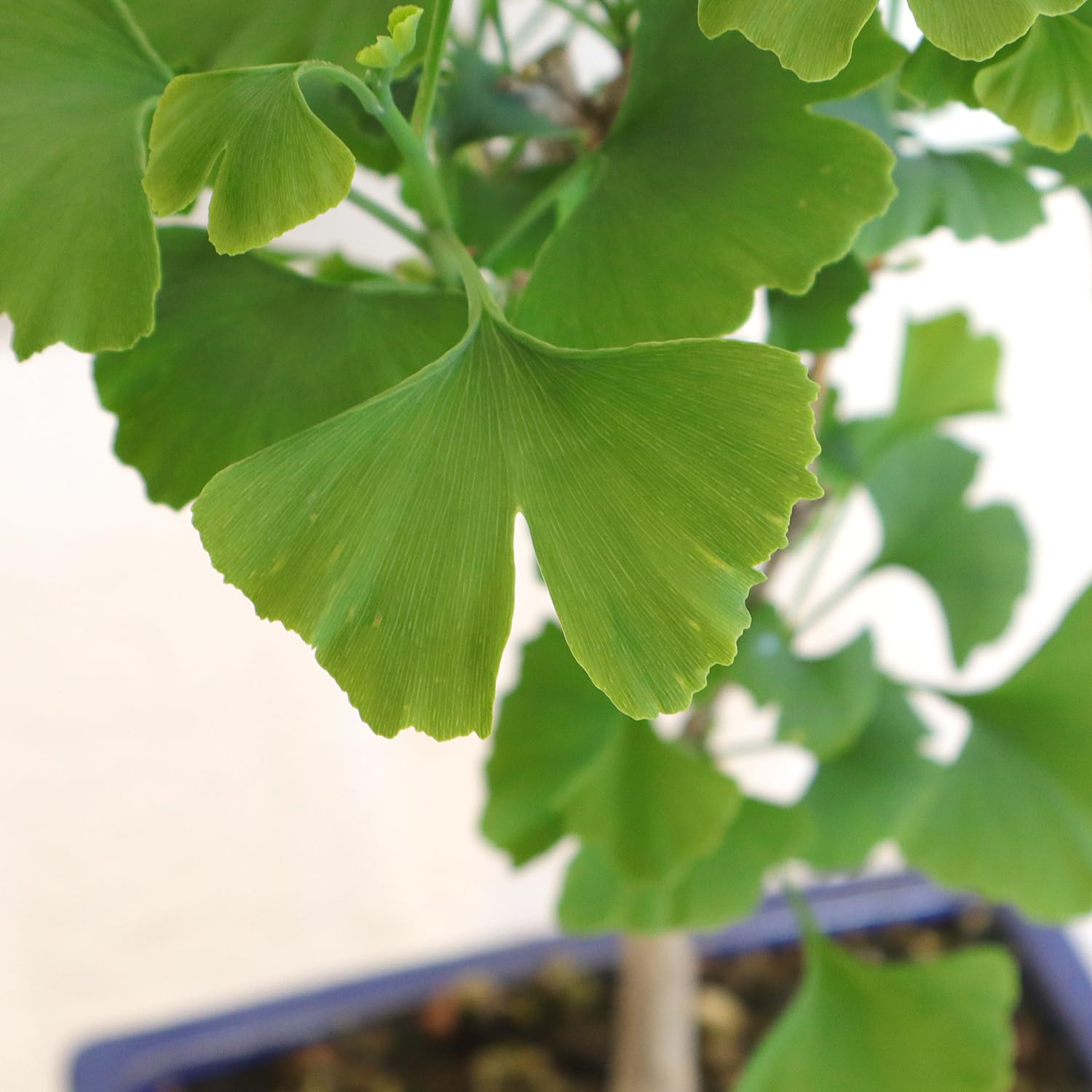 KENTIS - Bonsái Ginkgo Biloba - Auténticas Plantas Decorativas de Exterior - Altura 28-42 cm Maceta de Cerámica Ø 19 cm