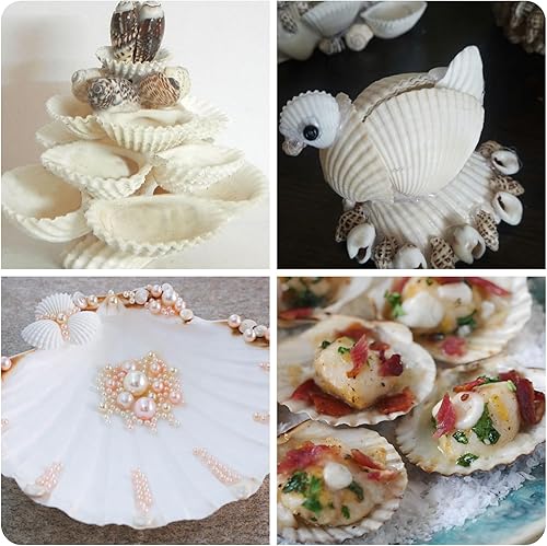 Miniatura 7 de 24 conchas de vieira para manualidades, conchas de vieira naturales de 4 a 5 pulgadas, conchas marinas blancas para manualidades, pintura de