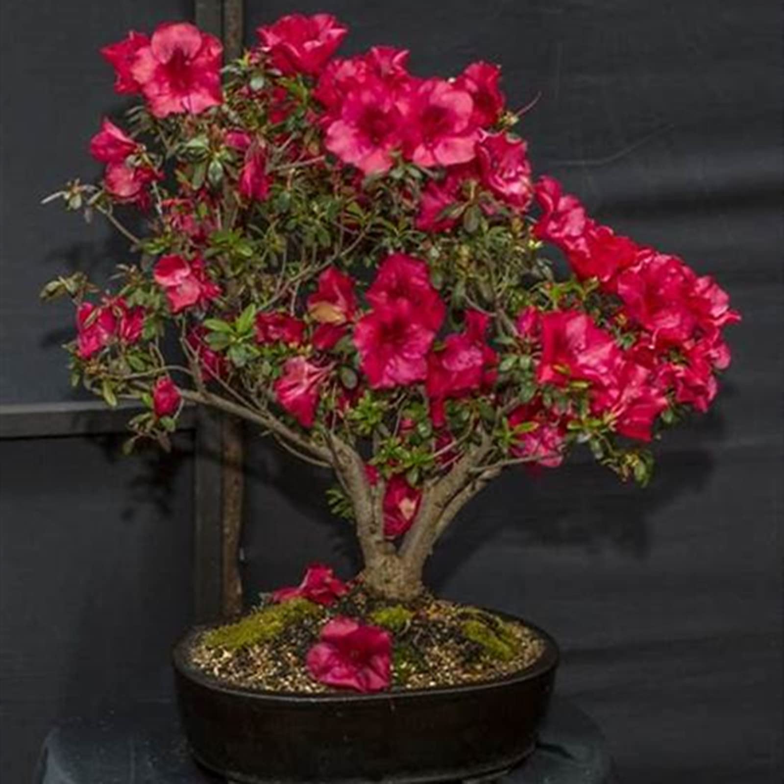 Desert Rose Plant Live, Plants/Rhizome/Ornamental/Resistant/Bedding/Desert Rose Bulbs, Desert Rose Strong Plan, Desert Rose Easy to Plant, Suitable, Gorgeous, Desert Rose Plant Bulbs,-1Bulbs-H