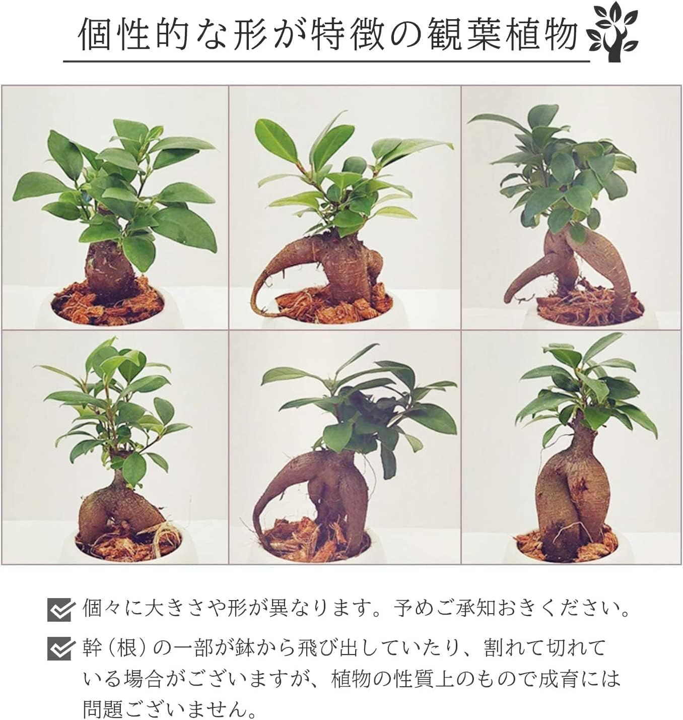 ガジュマルさま専用ページ ガジュマルさま専用ページ ガジュマル 上作株【198