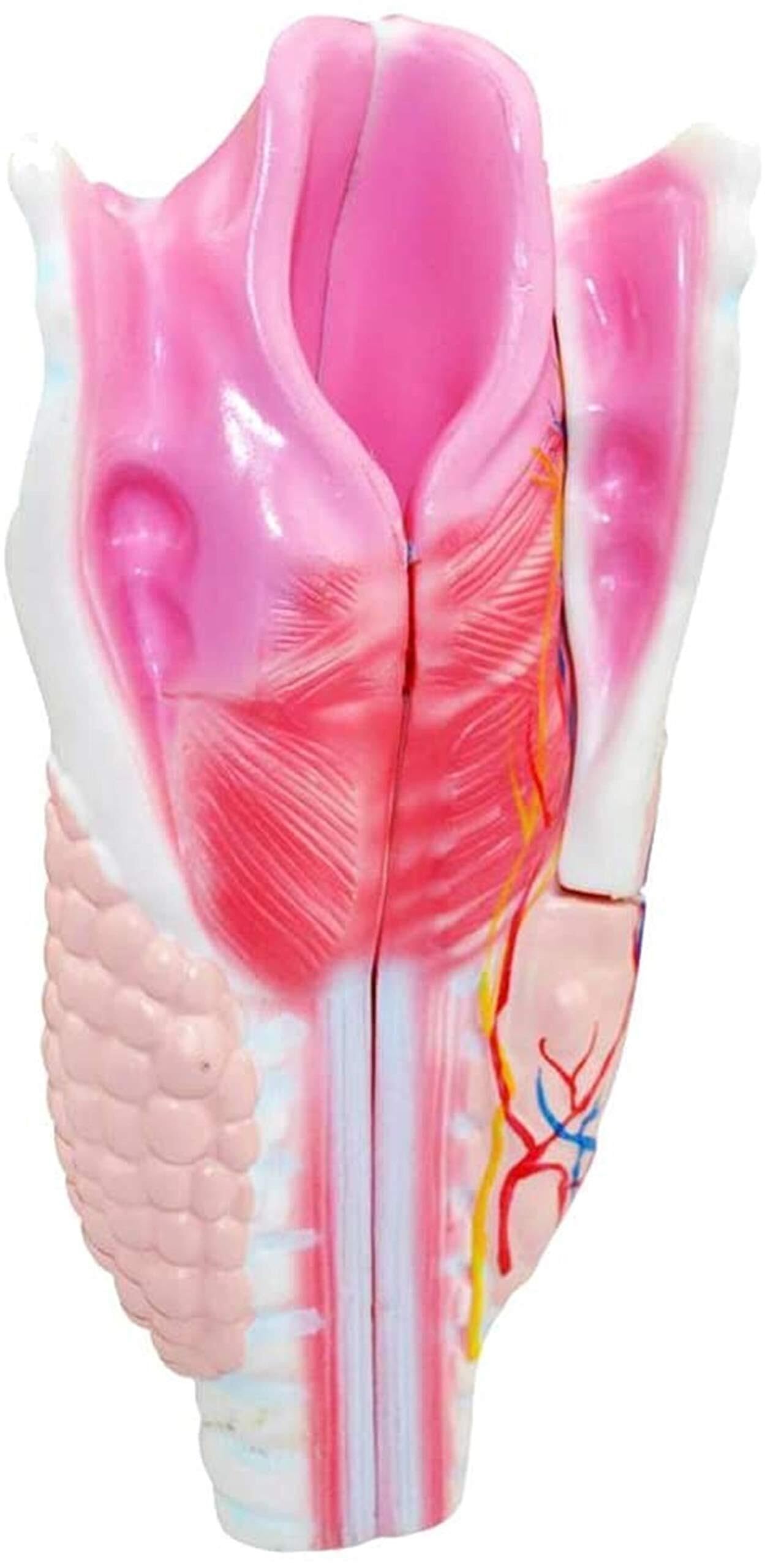 XINGLUOY Human Throat Anatomy Model - Organ For Medical Education and Training
