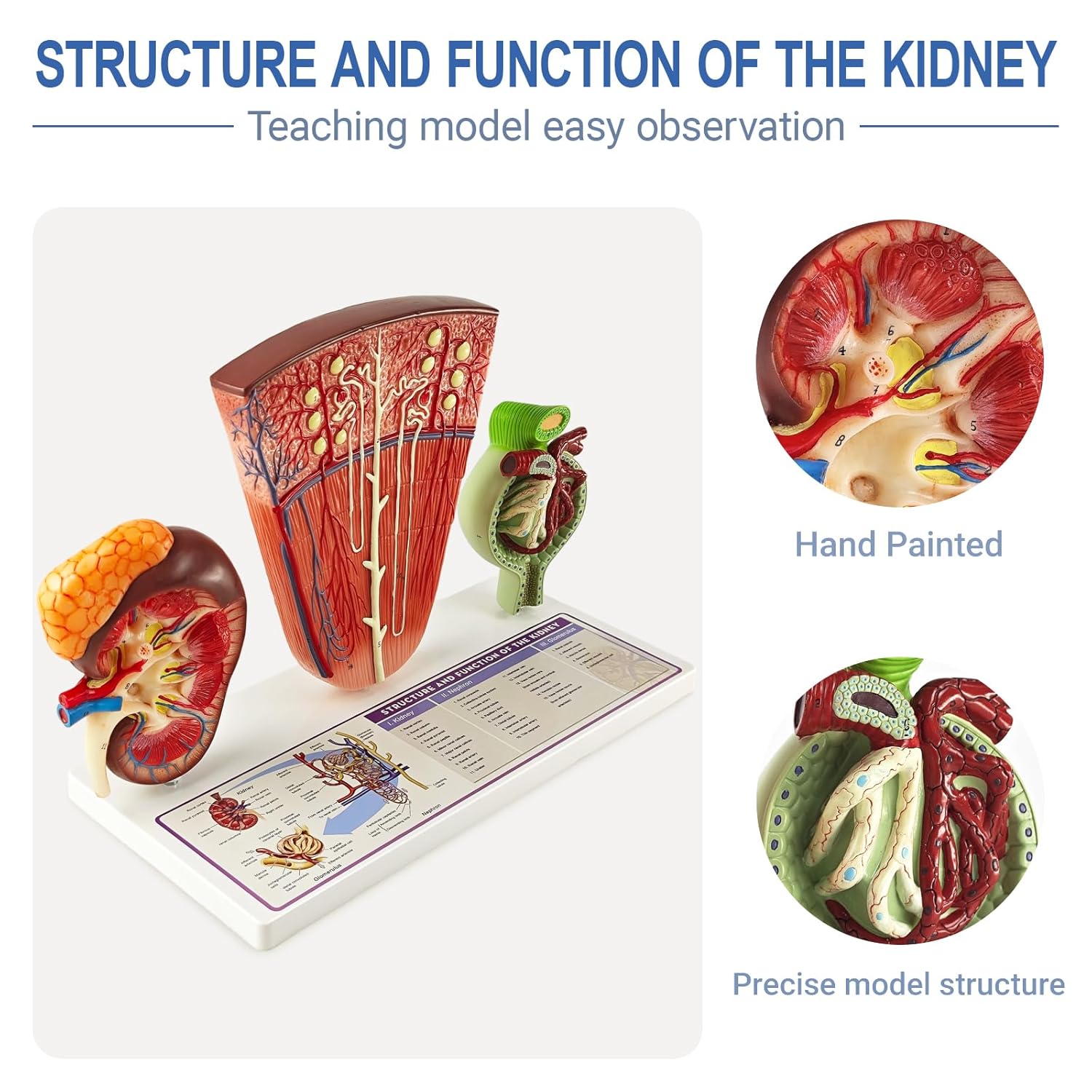 EVOTECH SCIENTIFIC 3-Part Human Kidney Model with Nephron and Glomerulus – Anatomical Renal Structure Model on Base – Medical Teaching Aid for Biology and Nursing Education