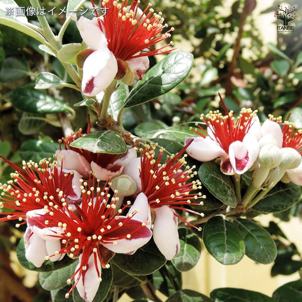 フェイジョア　クーリッジ　/427 フェイジョア クーリッジ地掘大苗 - 果樹苗・大苗・苗木販売の