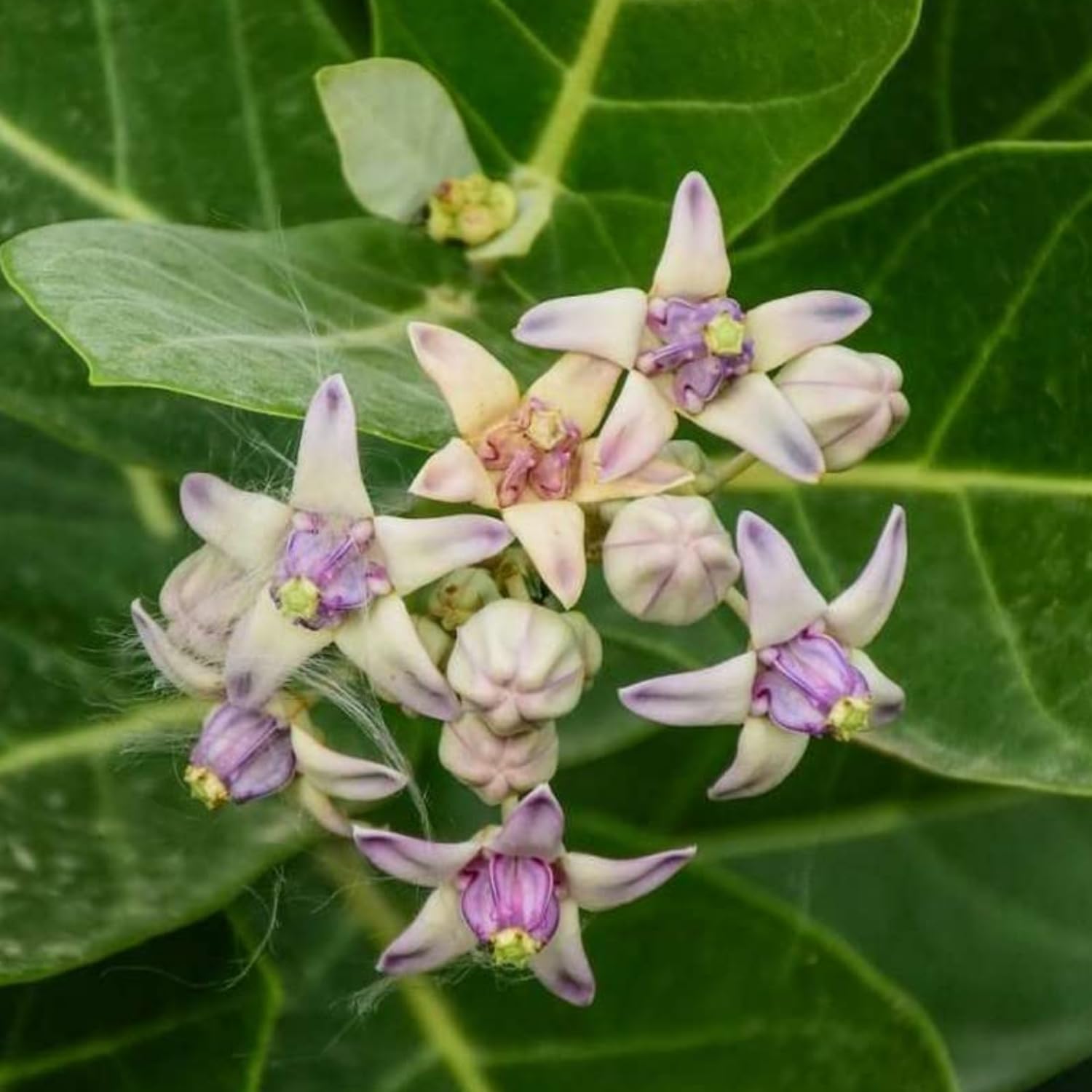 Hug A Plant | Erukku/Crown Flower (Calotropis gigantea) Flowering/Ornamental/Medicinal/Live Plant (Home & Garden) (B0C9JN4CCS) Amazon Price History, Amazon Price Tracker