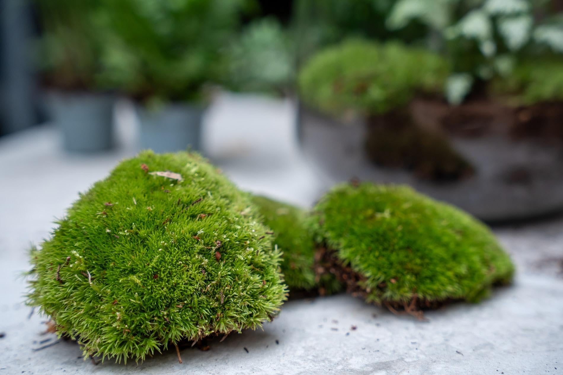 Terrarium Starterset mit Calathea, DIY Flaschengarten, Bunt, Set L/XL