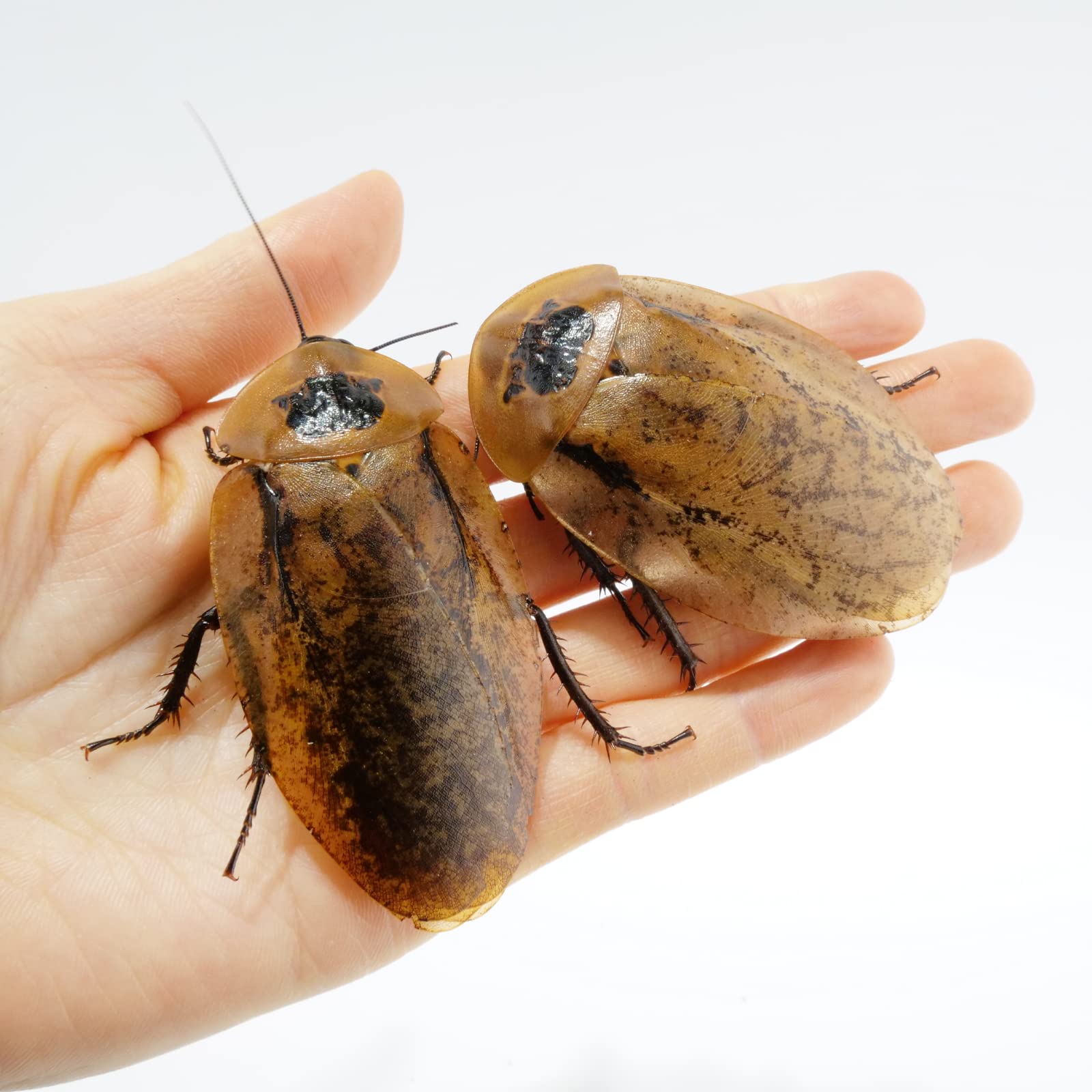 ジャイアントウッドローチ約100匹（ペット用ゴキブリ）