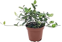 Vista 1 de Jazmín asiático Minima - 10 plantas vivas de 4 pulgadas - Trachelospermum Asiaticum - Tolerante a la sequía resistente al frío