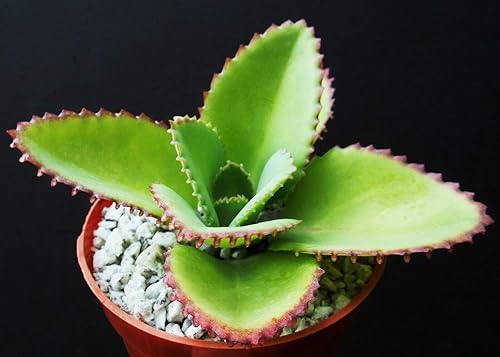 Miniatura 3 de Mother of Thousands Kalanchoe Daigremontiana - Sombrero mexicano PIant Suculent rs2a1c (PIant de 4 pulgadas)