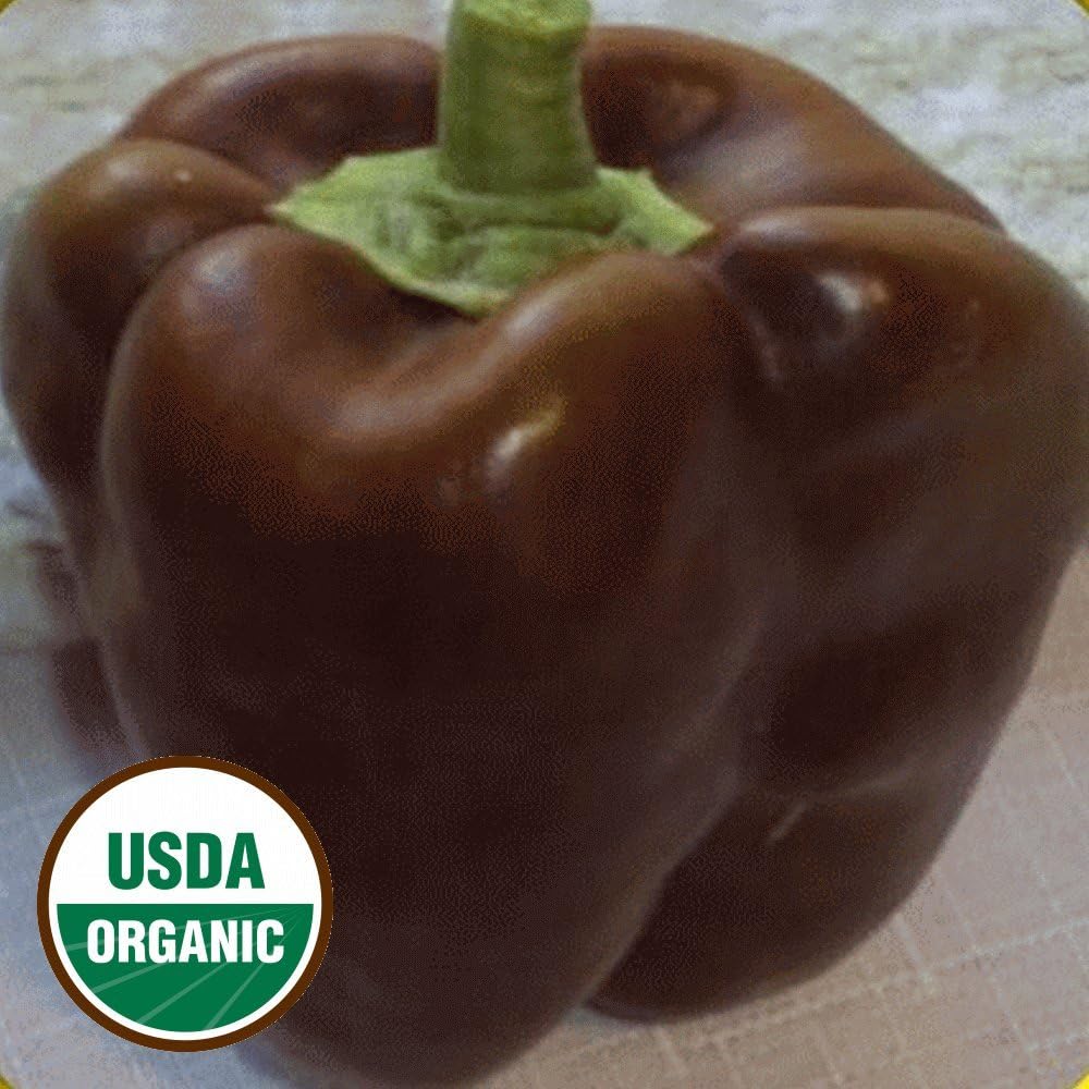 Everwilde Farms - 1 Oz Organic Chocolate Beauty Sweet Pepper Seeds - Gold Vault Packet