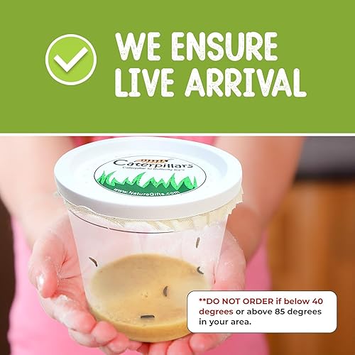 Miniatura 3 de Kit de mariposas vivas 5 mariposas Dama pintada jaula desplegable