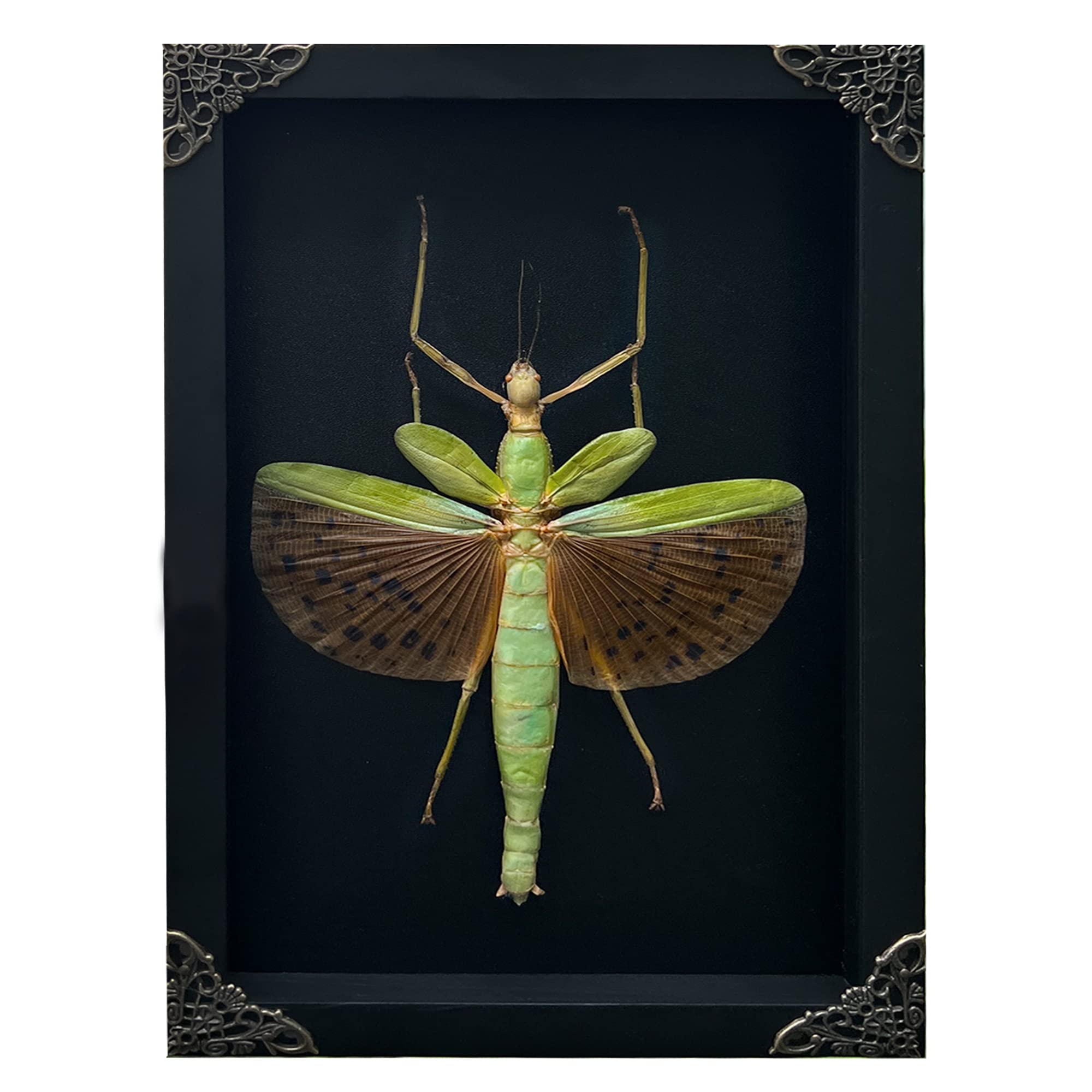 Real Framed Giant Walking Stick Dead Insect Dried Bug Black Shadow Box Taxidermy Collectables Specimen Gothic Oddities Artwork Taxidermy Wall Hanging Tabletop Bookshelf Gallery Decoration K27-73-DE