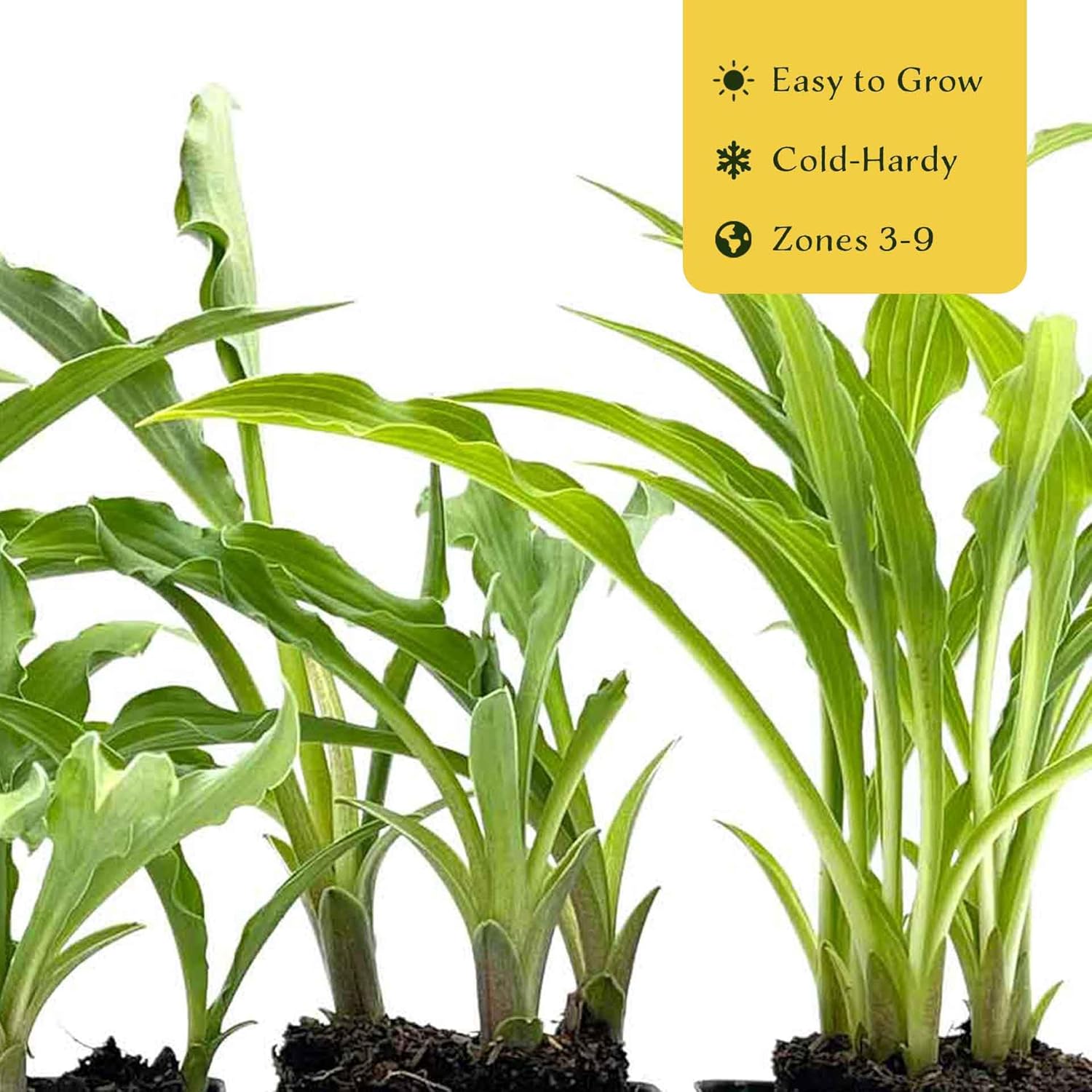 6 Curly Fries Hosta – Compact, Shade-Loving Perennial with Unique Curled Blue-Green Leaves for Borders, Containers & Garden Beds – (Hosta 'Curly Fries') in 2.5″ Cubes, Live Plants