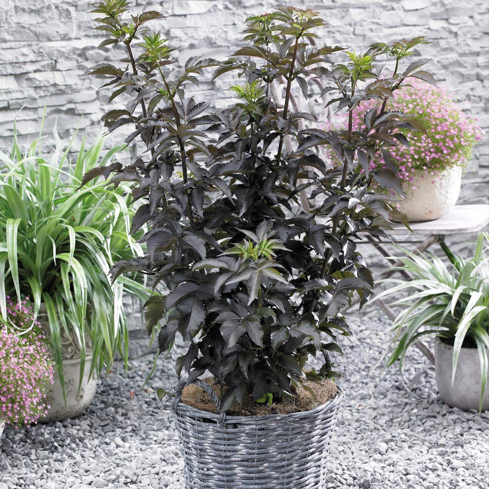 Thompson & Morgan Hardy Perennial Flowering Elder Shrub, Sambucus ‘Black Tower’, Potted Garden Plants Ideal for Wildlife Gardens, Patio and Containers (1 x 3.5 Litre Pot)