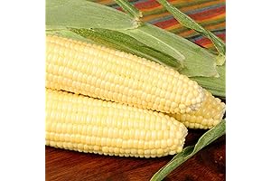 Bodacious RM Hybrid Corn Garden Seeds: Cultivate Exceptional Sweetness and Abundance