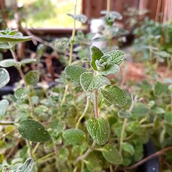 GUAPI種子 ?media_id=3622746419746434529