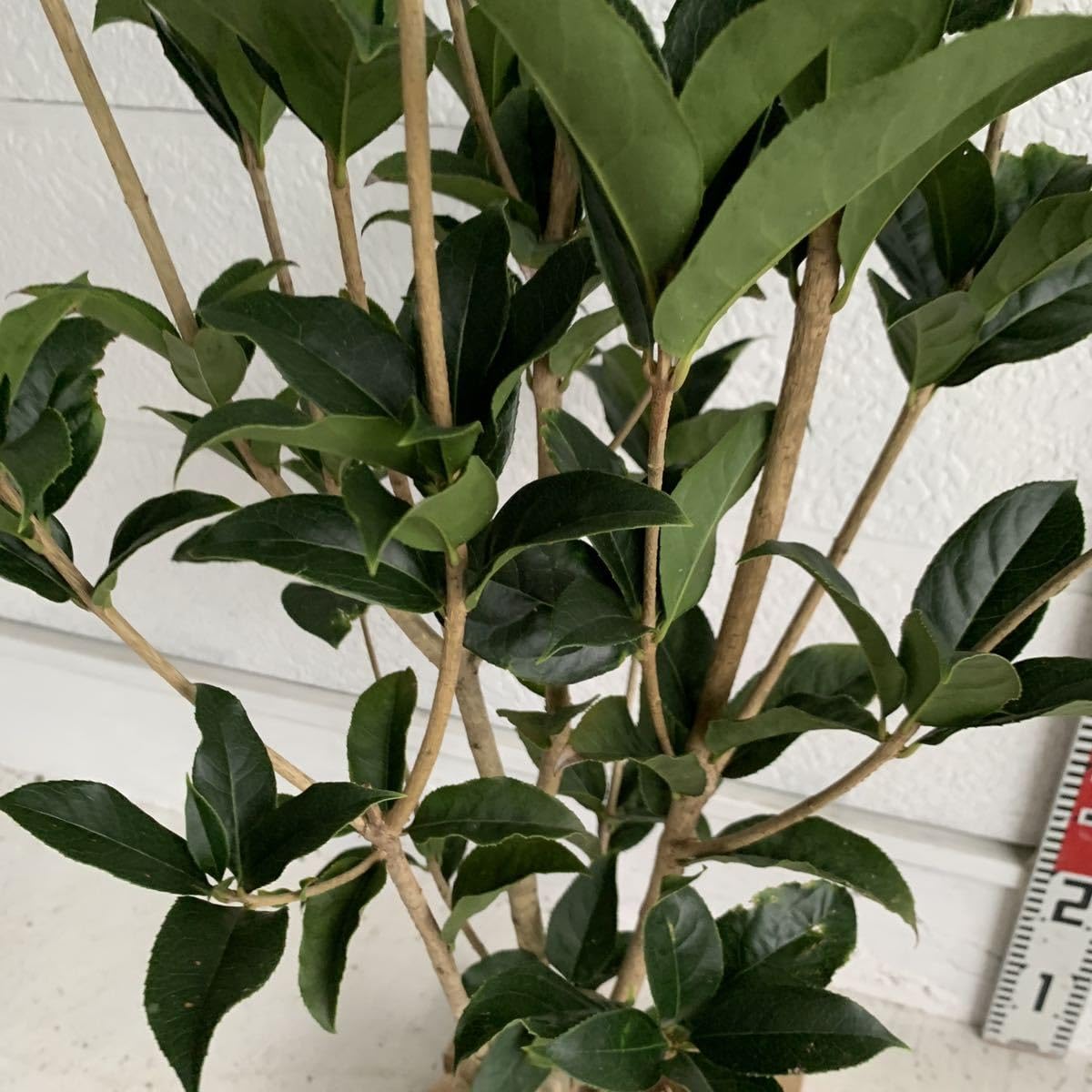 銀木犀　ギンモクセイ　 【根巻 庭木 ガーデン 金木犀 シンボルツリー】 銀木犀 ギンモクセイ 【根巻 庭木 ガーデン 金木犀 シンボルツリー】