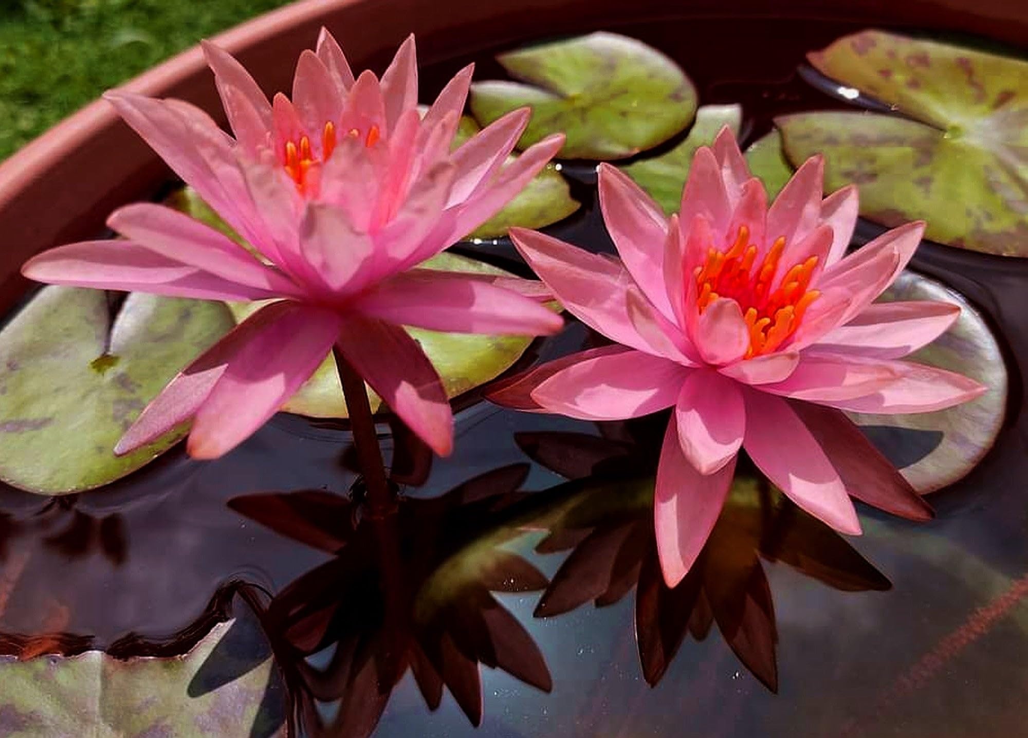 Lincolnshire Pond Plants Ltd - Princess Elizabeth Water Lily - Pond Plants - SW08-Large Kit
