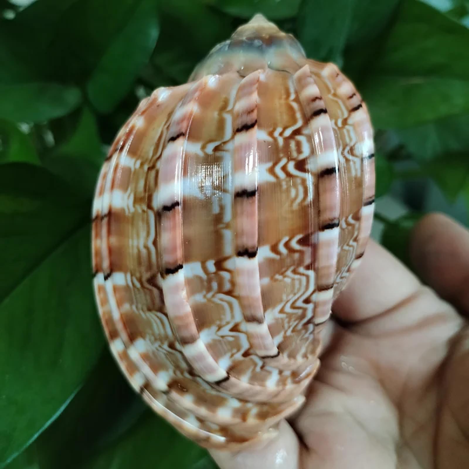 Conchiglie per decorazione, 1 pezzo 8-9 cm mediterraneo conchiglia ornamenti arpa imperiale eremita granchio conchiglie acquario paesaggistica succulenta vaso di fiori decorazione acquario acquario