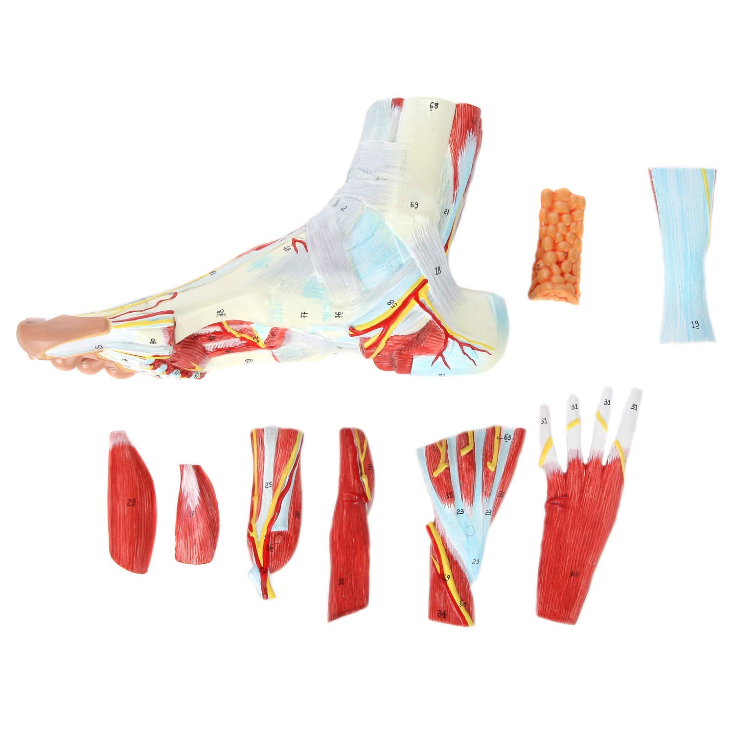 Herramientas de Modelo de enseñanza, Modelo de 9 Partes del pie Humano, Modelo de anatomía del pie con músculos, ligamentos, Nervios y arterias, Piezas numeradas