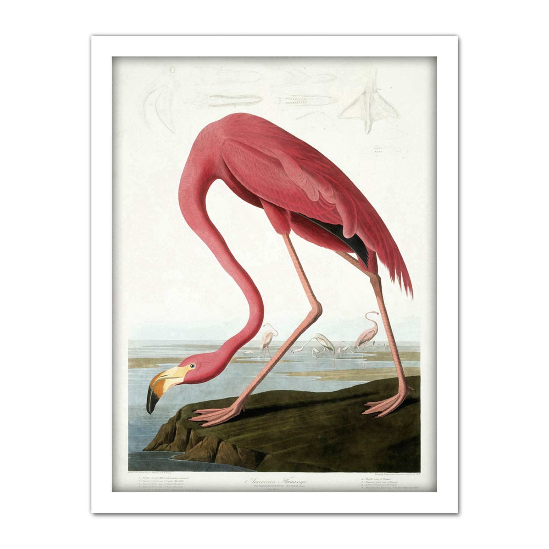Wee Blue Coo Audubon American Flamingo Artwork Framed Wall Art Print 18X24 Inch