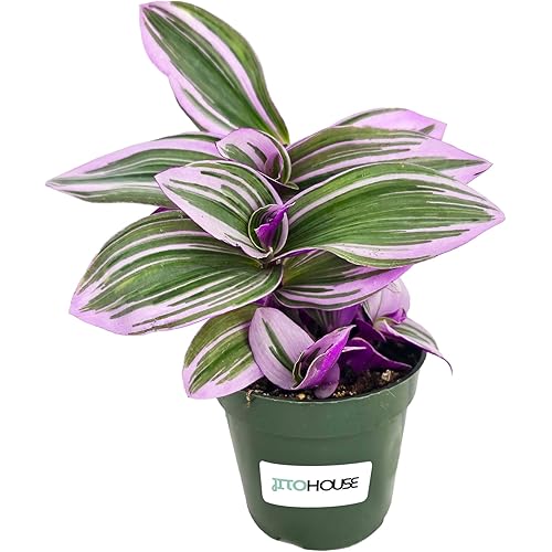 JitoHouse Live Tradescantia Bubblegum Nanouk Purple Plant [Winter Thermal Packaging Included] | Fully Rooted Rare Houseplant for Home Office Wedding Decorations | Indoor and Outdoor Plant