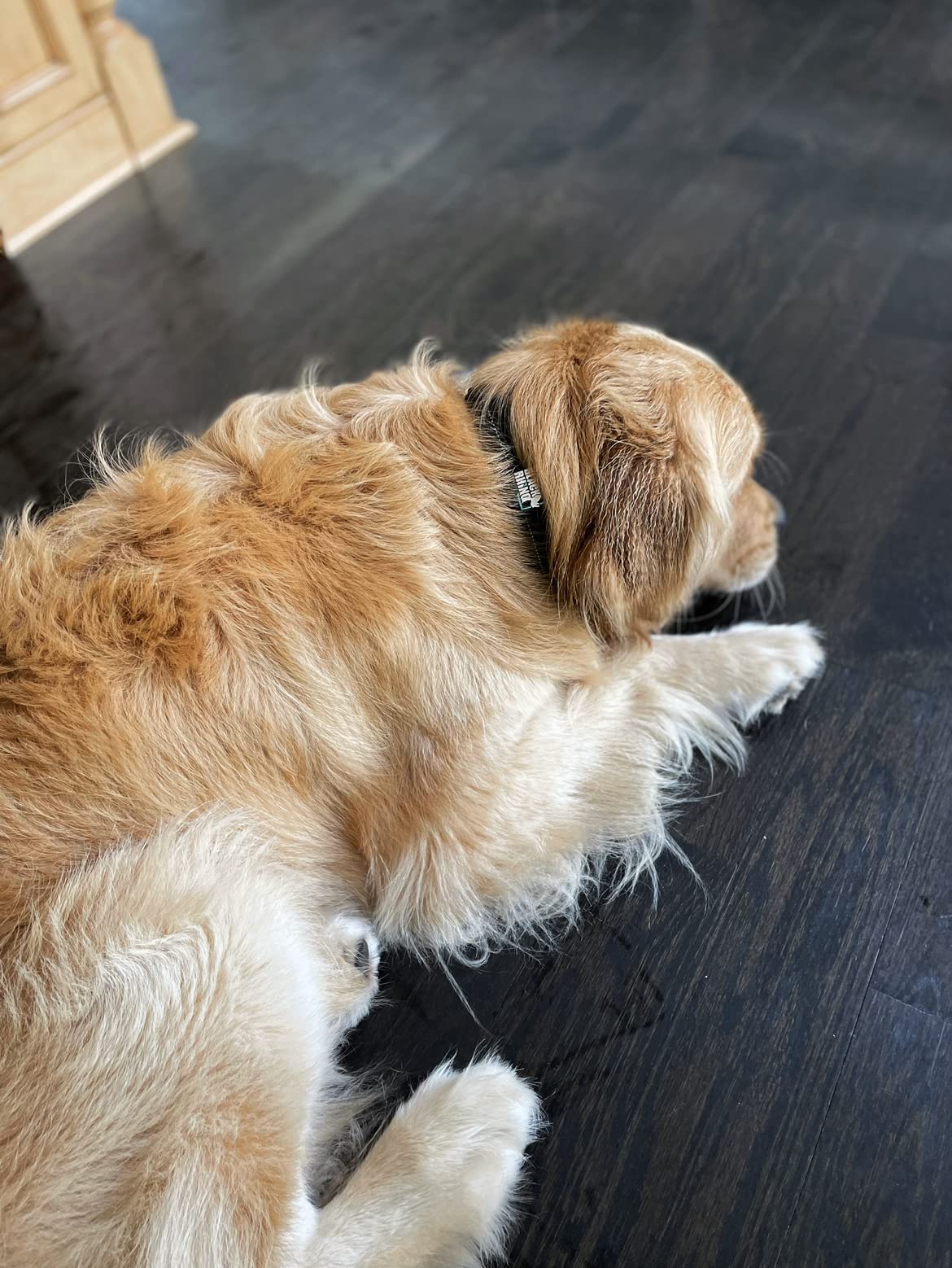 Black Rhino il comfort collare ultra molle del neoprene imbottito collare di cane per tutte le razze heavy duty regolabile riflettente resistente agli agenti atmosferici (large, nero)