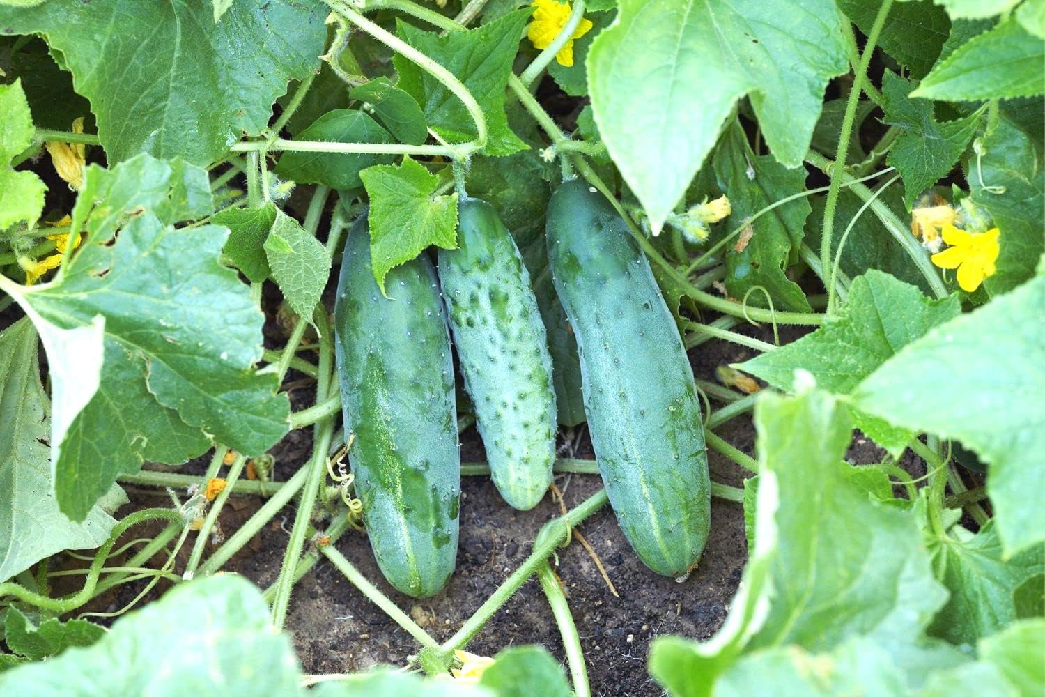 4 Green Cucumber Plants Live, 4 Inches Pot, Live Cucumber Plants from 6 to 8 Inches Long, Cucumber Starter Plants, Cucumber Live Plants for Garden