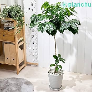 TK様!現品、コーヒーの木※アラビカ 2本入り 今年も花が咲きました! 71iF64Z3T7L._AC_UF350,