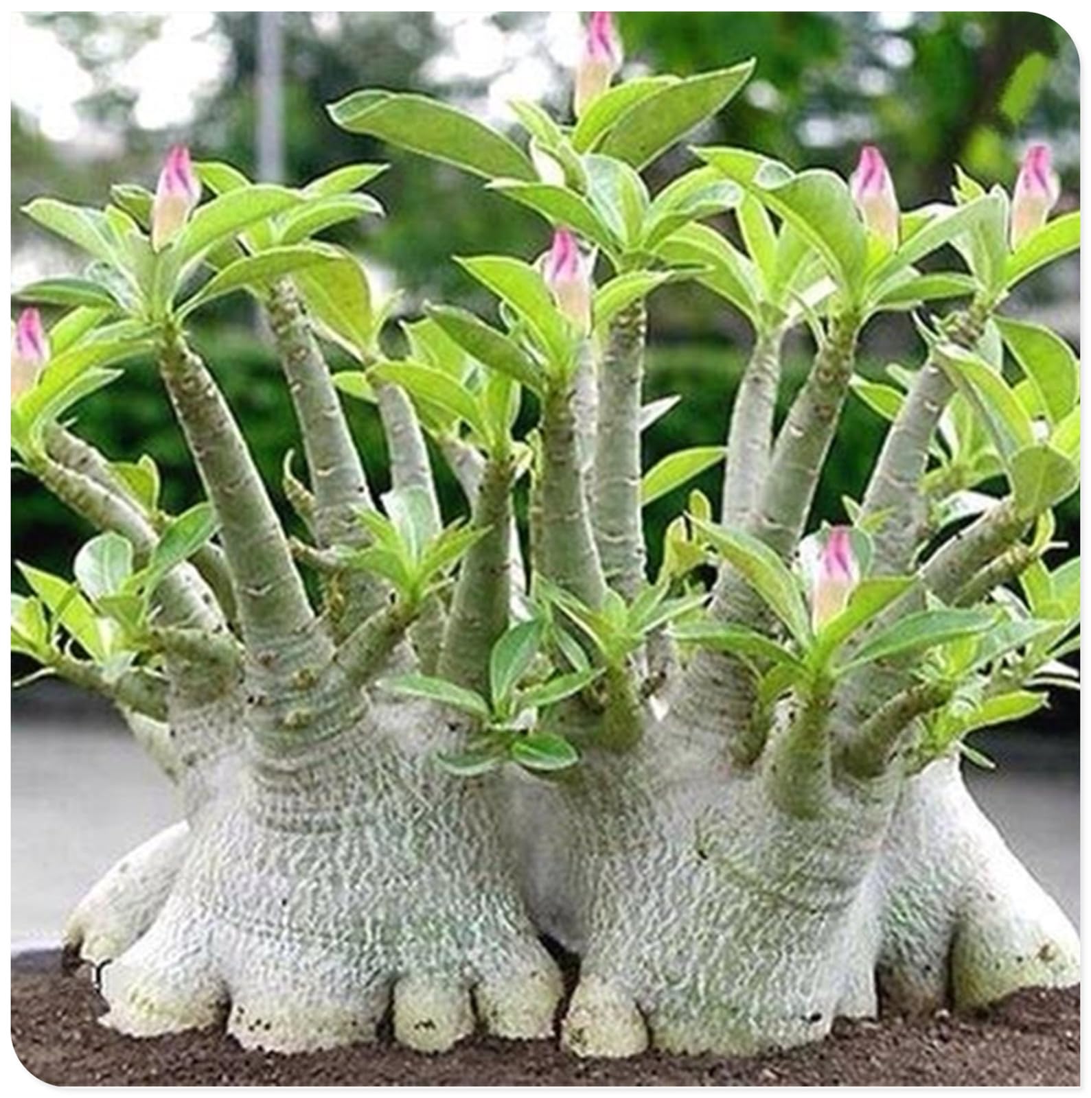 Sottile-Rizoma di rosa del deserto -Robusta-Rosa del Deserto Rara-Compatta-Naturale-Elegante-5 Bulbi-G