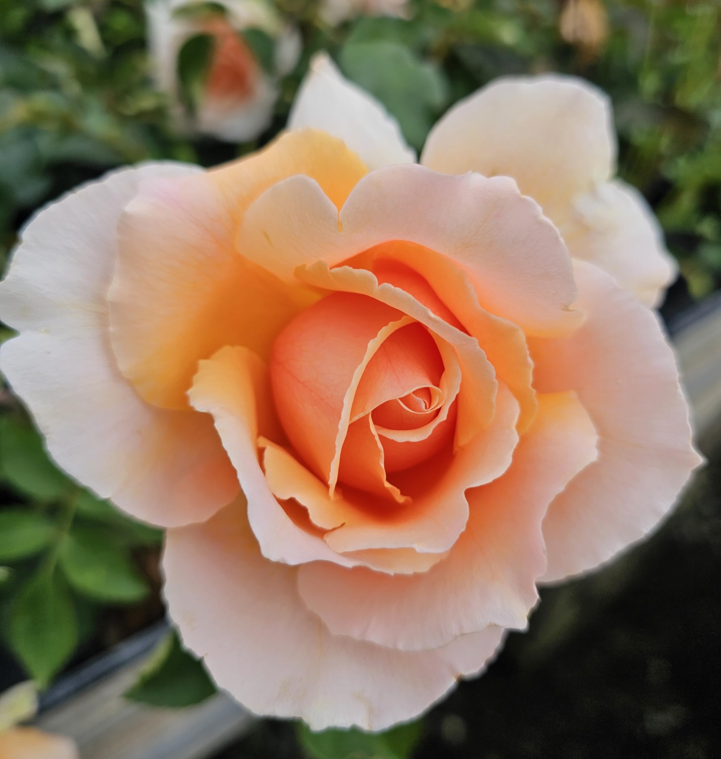 Amazon.com : Just Joey Apricot Rose Bush, Rose Bushes Ready to