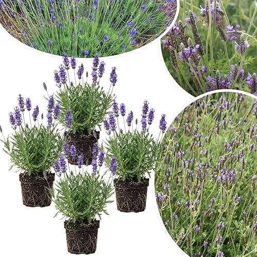4 Lavender Plants Live Starter Plants 4-6" in Tall, Hardy