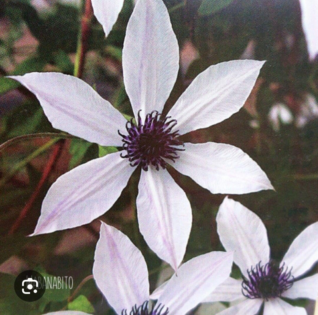 クレマチス　ホワイト・ライト クレマチス専門ナーセリー 及川フラグリーン ホワイト・ライト