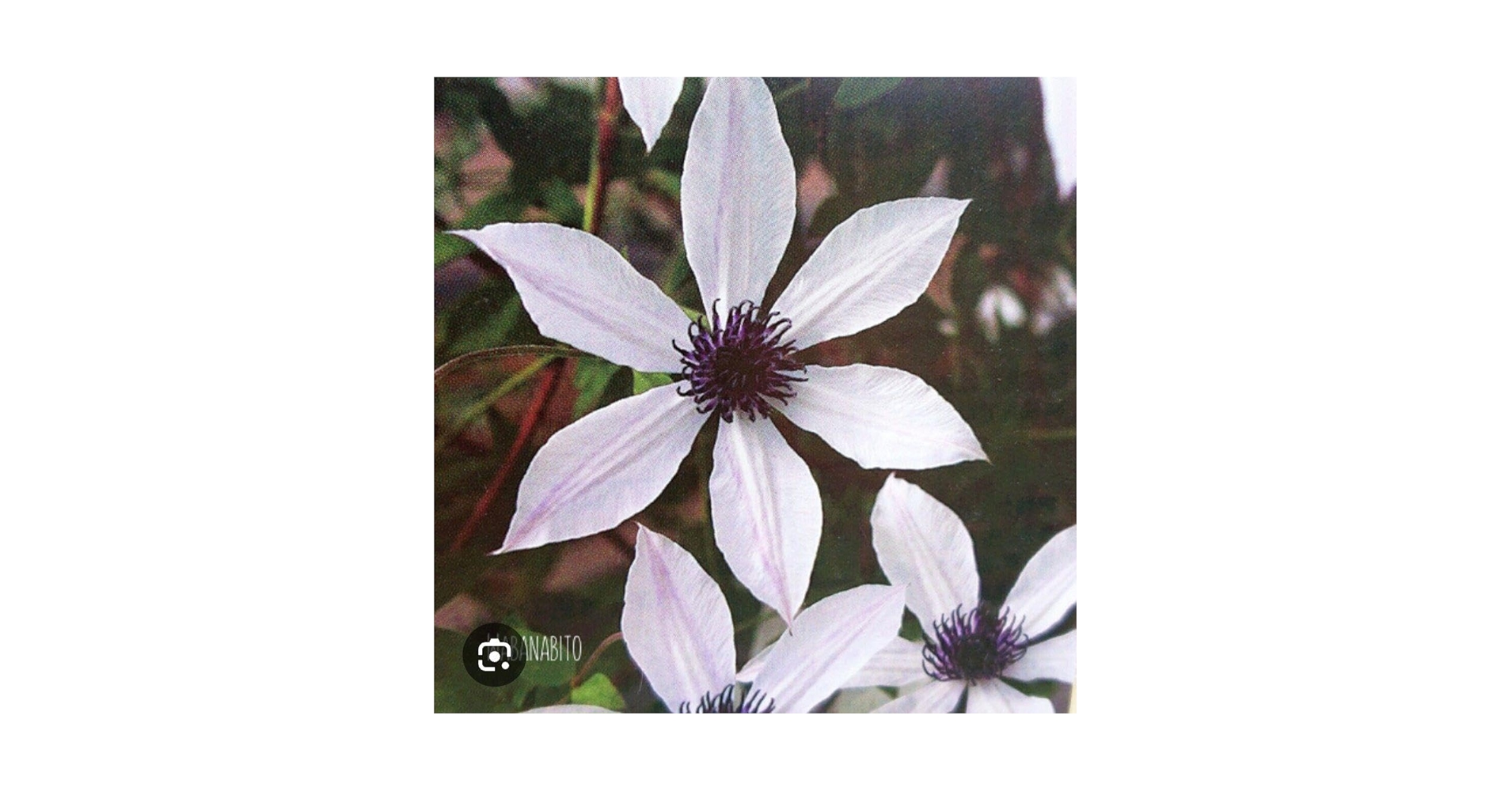 クレマチス　ホワイトライト　正規品ラベル付き クレマチス ホワイトライト 正規品ラベル付き クレマチス ホワイト