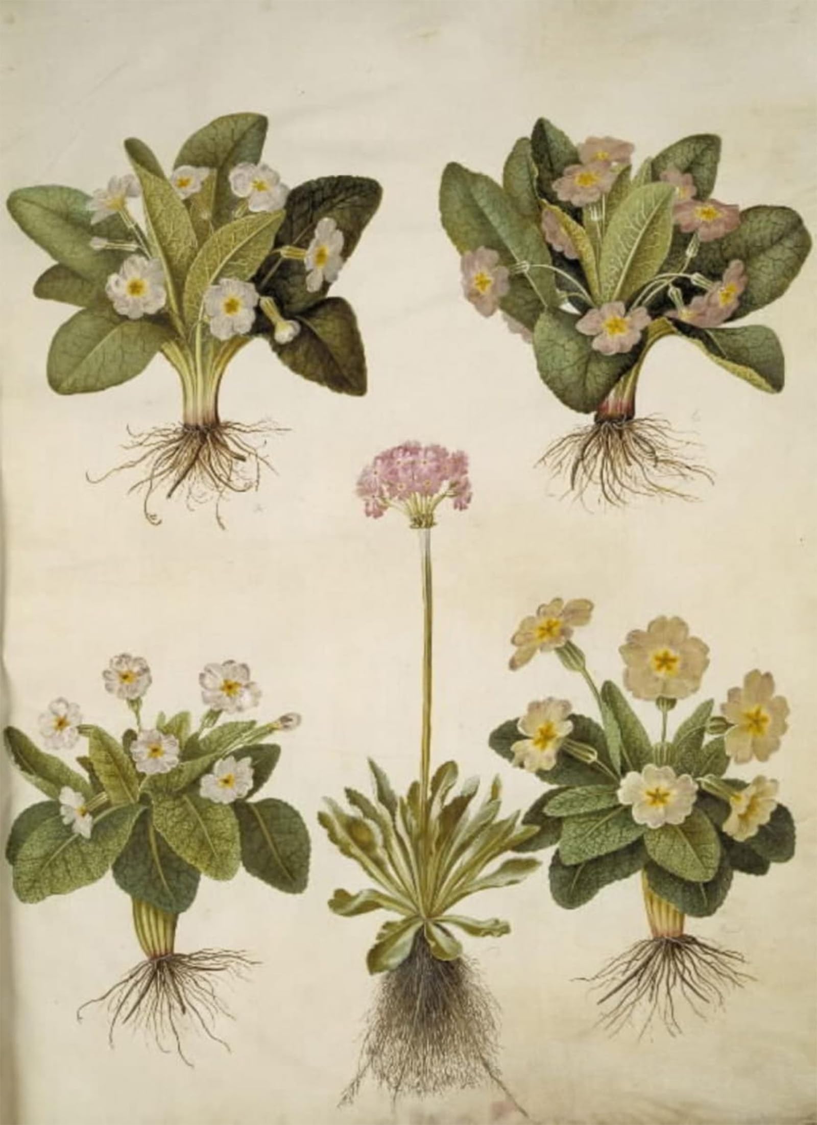 POSTERIIk Famous Animal Posters Vintage Picture Primula by Hans Simon Holtzbecker Modern Wall Decor for Home Decor 60x90cm