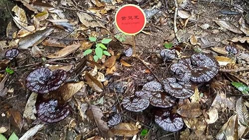 Miniatura 8 de WonderLand Herbs Duan-Wood Ganoderma LucidumLING ZhiReishi - Aceite de extracto de espora 350 mg x 100 cápsulas blandas