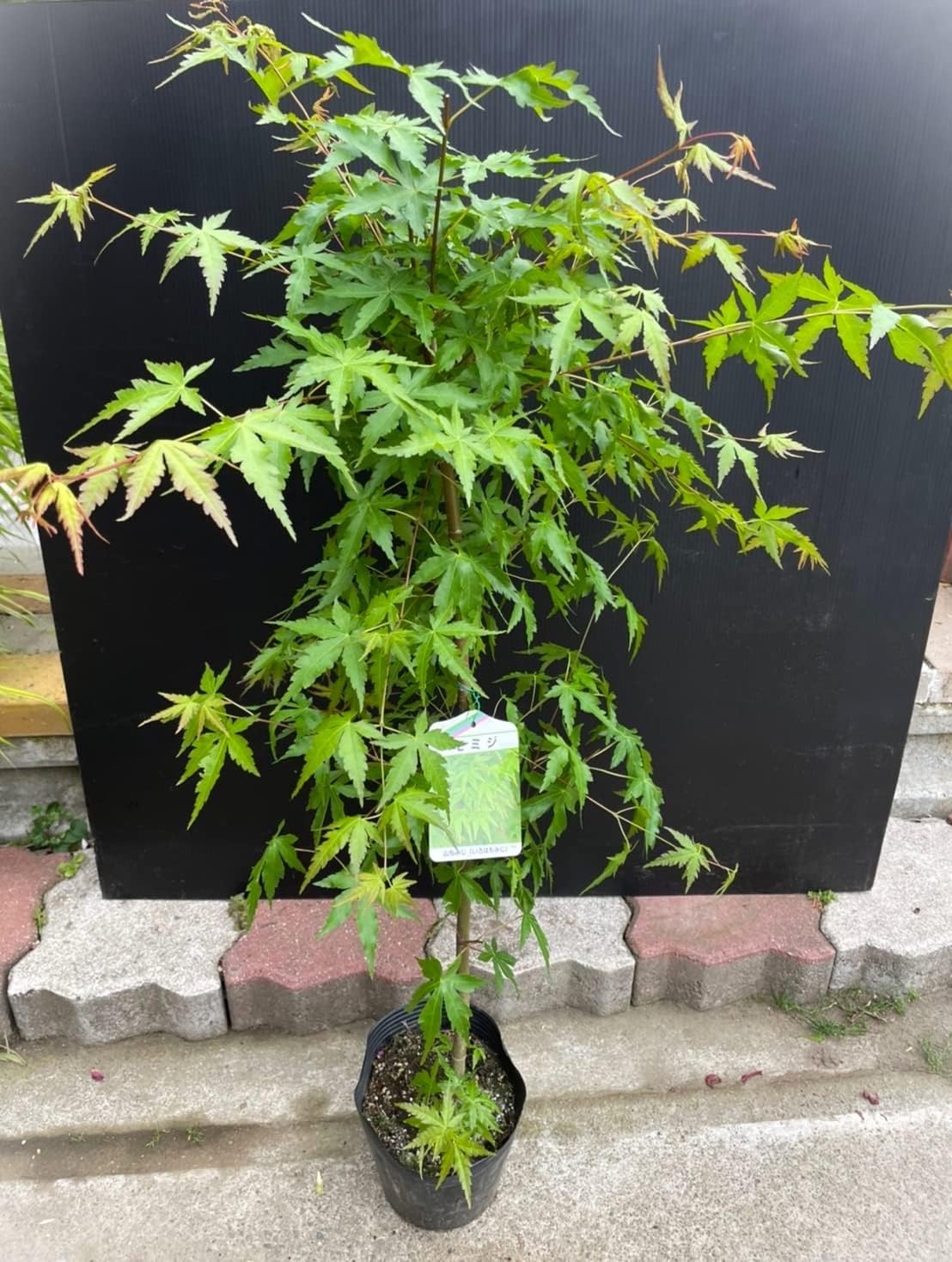 Amazon Co Jp 紅葉 楽しめる苗木 紅葉 山もみじ いろはもみじ 5号 1個 楓 もみじ 花言葉 調和 シンボルツリー 園芸 ガーデニング 鉢花 鉢植え 苗木 花苗 誕生日 記念日 プレゼント 贈り物 もみじ いろはもみじ 1個 Diy 工具 ガーデン