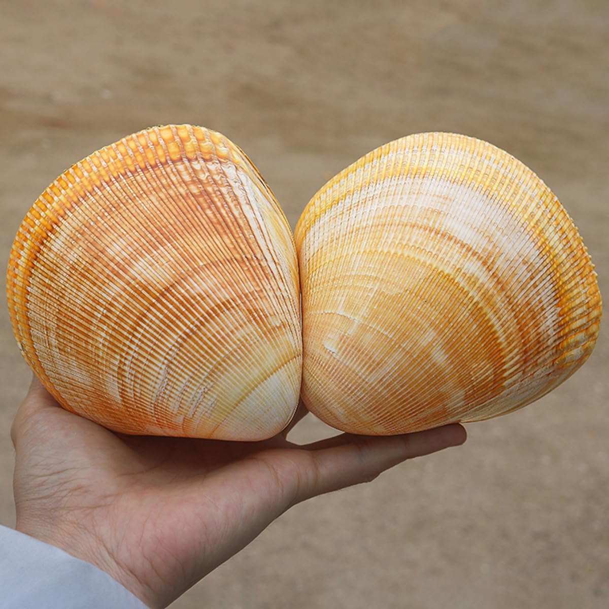 Ocean Conch Jumbo Seashells ， Natural Sea Shells, Large Natural Sea Shells, Ocean Conch 11-12Cm Jumbo Seashells Perfect for Wedding Decor, Home Decorations, Fish Tank