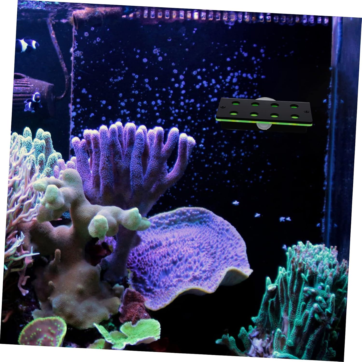 Sosoport 2pcs Coral Fluorescent Green Rack Coral Holder Dual-Layer Stand for Cultivation Safe for Reef Wear-Resistant Design for Fish Tank Decoration