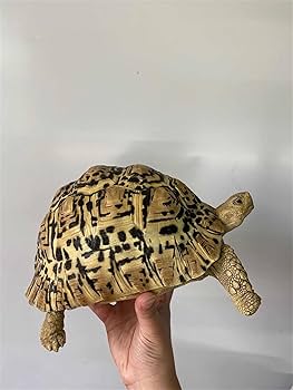 りくがめ 爬虫類図鑑 カメ図鑑（リクガメ）