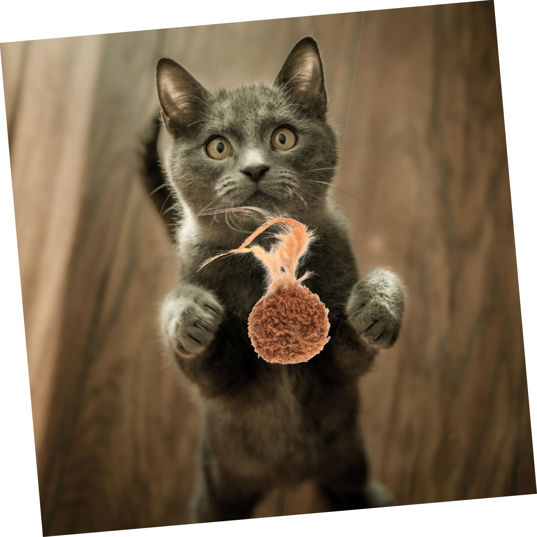 FRCOLOR 45stücke Teiliges Katzenballspielzeug Mit Glocken Und Federn Tragbare Langlebige Katzenunterhaltung Für Neugierige Kätzchen Bunten Farben Für Spiel Und Beschäftigung