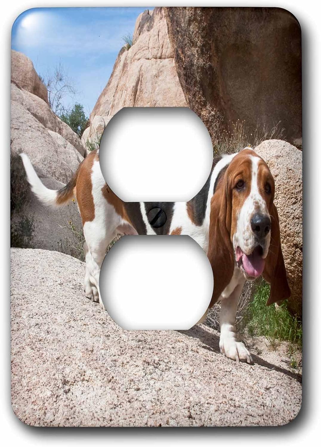 3dRose LLC lsp_88786_6 A Basset Hound Dog Us05 Zmu0095 Zandria Muench Beraldo 2 Plug Outlet Cover