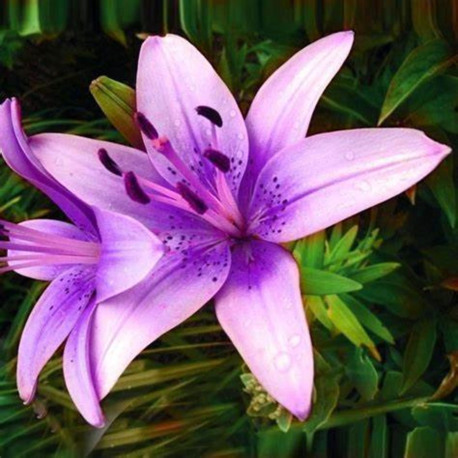 Excellent Tiger Lily Bulbs for Planting Now UK Perennial Excellent Cold-Resistant Display Plant Bulbs Easy Plant Ornamental Greening Flower Good for Containers Natural Organic -2bulbs-C